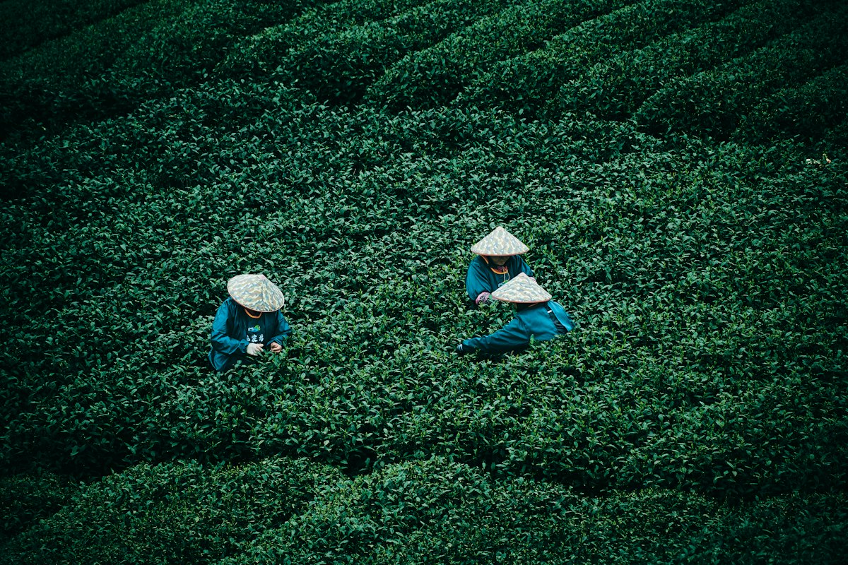 Oolong-Fermentationsprozess