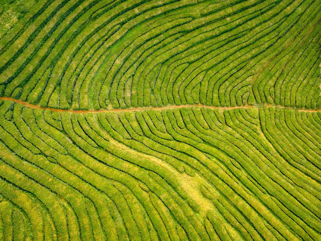 Halffermentedleaf Oolong-Auswahl und Expertise
