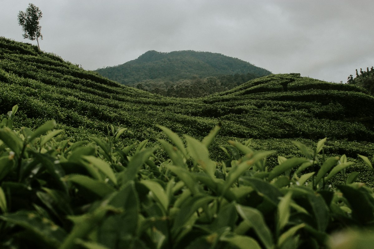 Oolong-Zubereitungsanleitung und Tipps